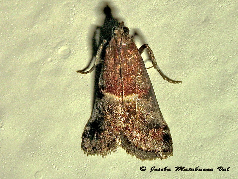 Acrobasis marmorea - Pyralidae ?